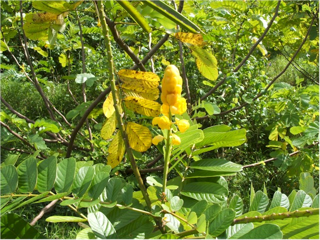 The flowers and plants of Raiatea are fantastic.