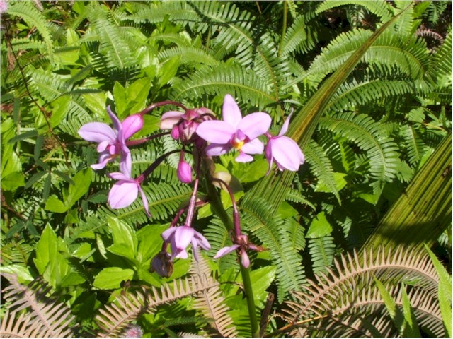 The flowers and plants of Raiatea are fantastic.