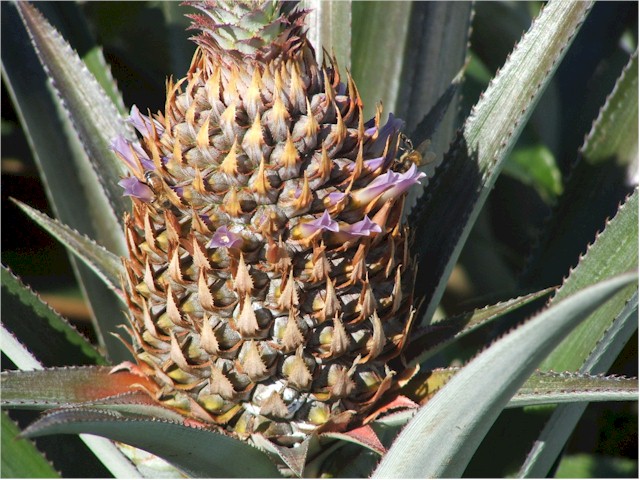 ... and the flower.