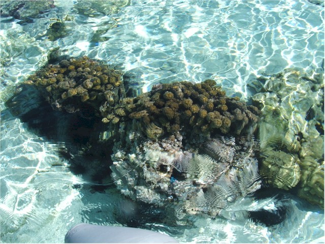 Tahaa - the coral was quite superb.
