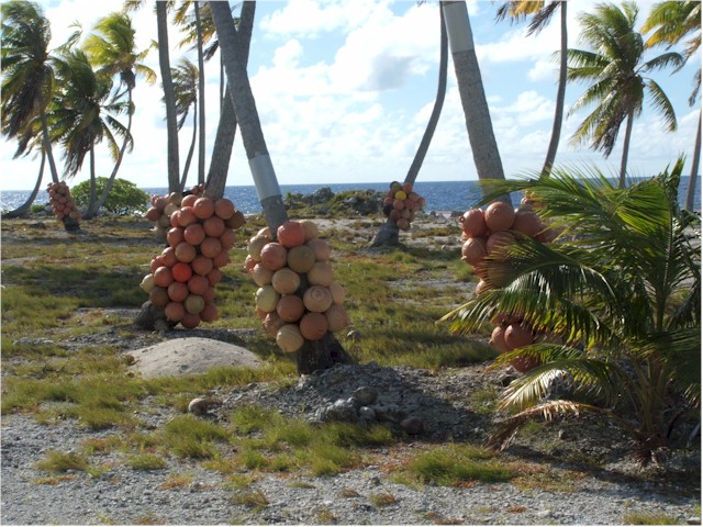 The pearl farm floats are tied to the coconut palms to stop them being blown away during the hurricane season.