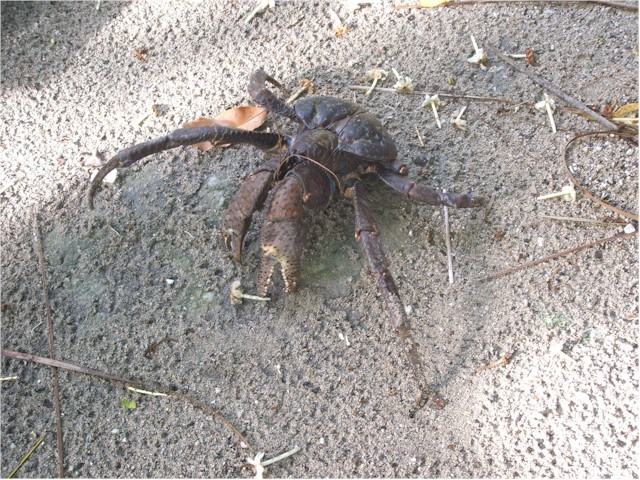 The boys have a huge coconut crab as a pet!
