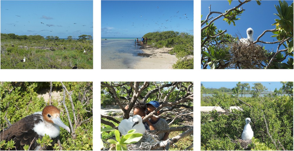 Suwarrow Atoll (part of the Northern Cook Islands) - At the nesting sites the birds are unafraid of humans.