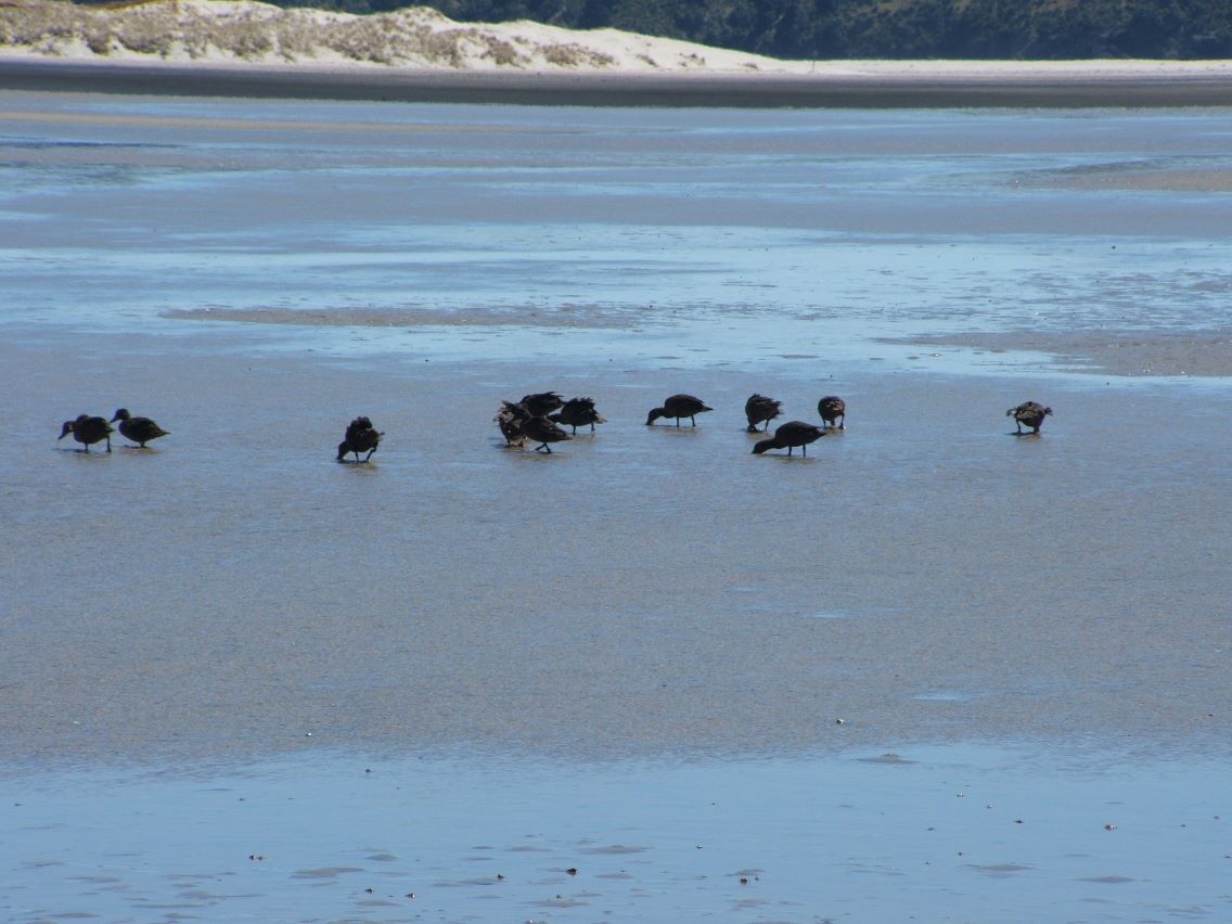 Great Barrier Island.
