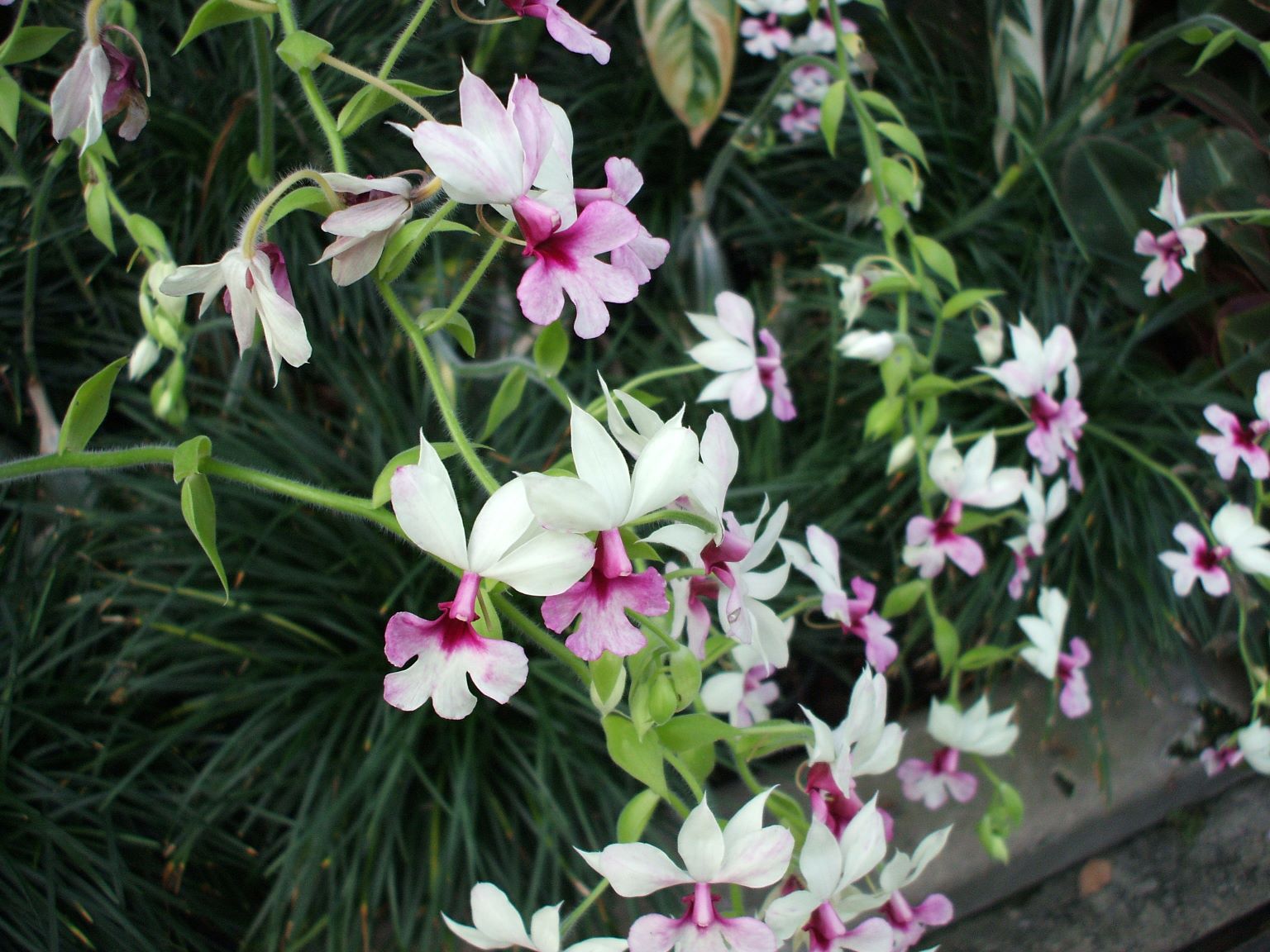 The Winter Gardens are renowned for their beautiful hot house flowers.