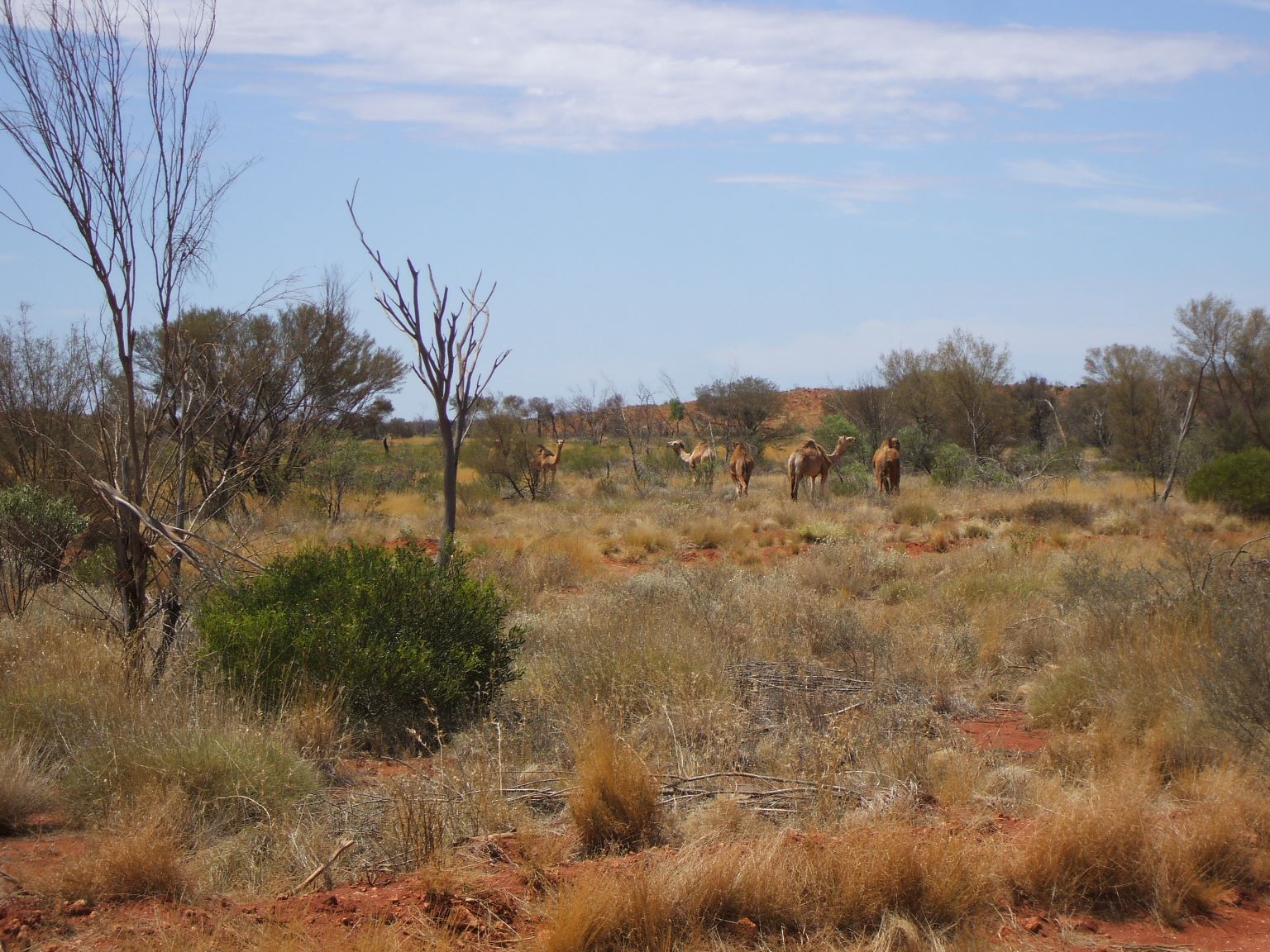 Day 2 1.15pm - and sure enough, we see camels!
