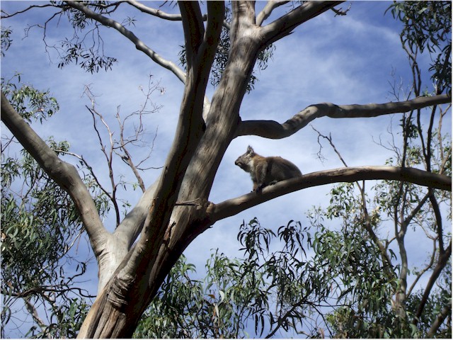 And a real koala in the wild!
