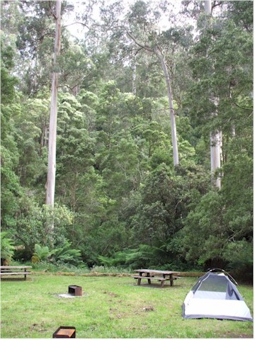 Camping in the bush - with koalas and glow worms!
