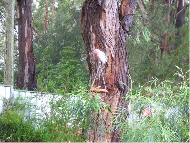 
Beautiful Australian birds in the back garden of Debbie & Brett SY Interlude II near Nowra.
