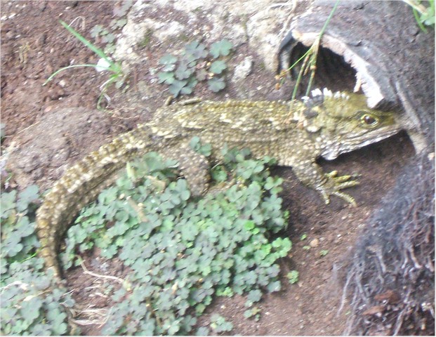 At Bluff, the southernmost point of the South Island, we saw the rare pre-historic Tuatara.
