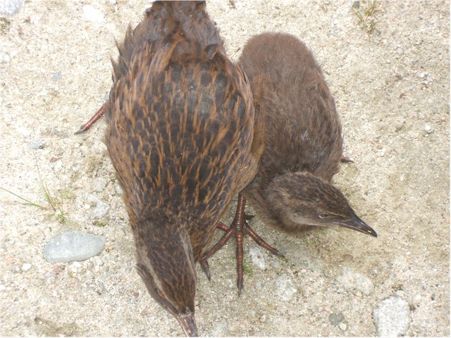 These are wekas - flightless birds related to the kiwi - but much more inquisitive.
