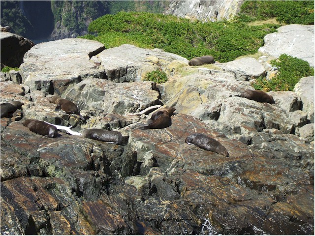 ... and encountered these young fur seals sunning themselves.
