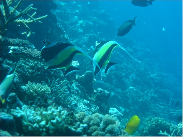 
Rainbow Reef diving the wall
