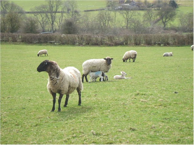 
And the lambs were being born.

