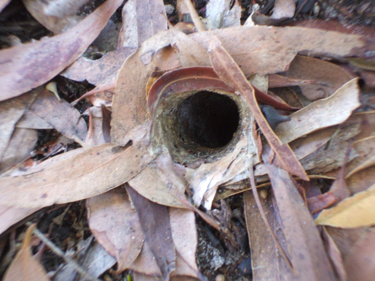 ... and spiders!

