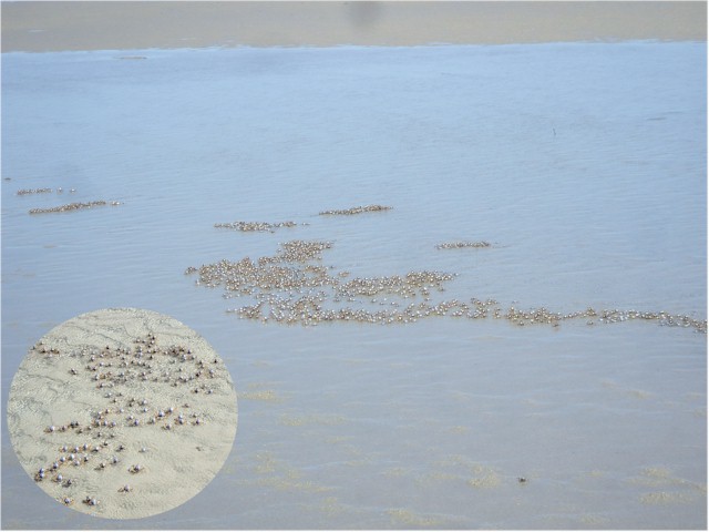 When the tide went out, blue crabs appeared from everywhere!
