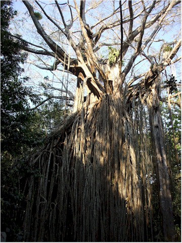 
A 'curtain fig' tree in the rainforest region.
