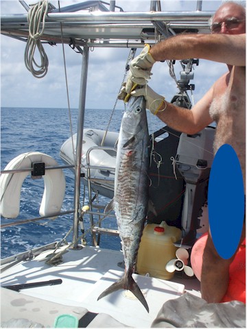 We caught a fish, at last, with a golden bomber lure we'd bought in Cooktown.
