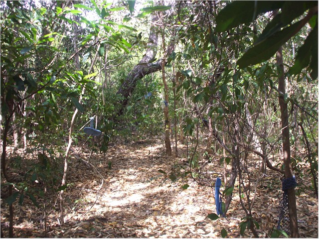 There was a great 'blue' walk across the cape to Indian Bay (follow the blue items for about 1km...)