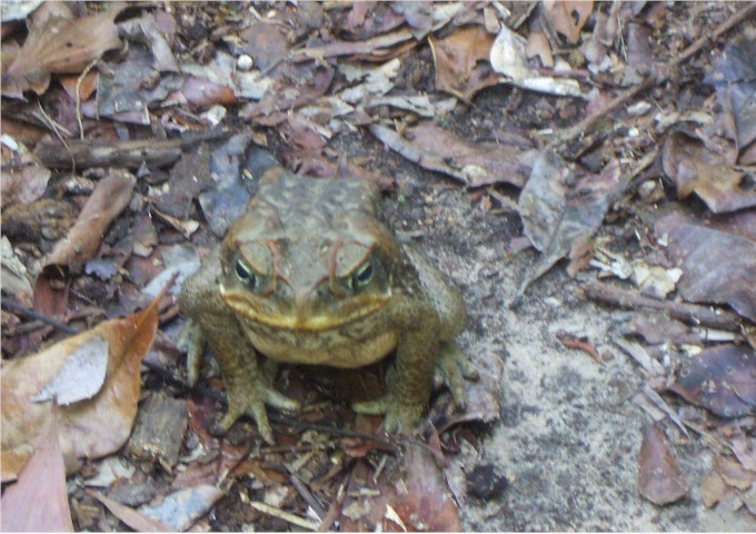 
This cane toad wasn't going to move for anyone!
