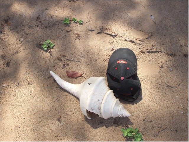 
The beaches were strewn with shells and we collected some magnificent examples.
