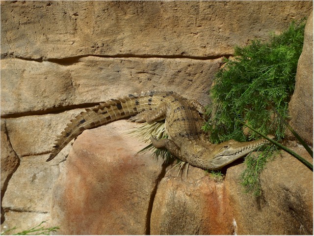 
... and there are Fresh Water crocs as well - but they have smaller mouths so aren't quite so dangerous!