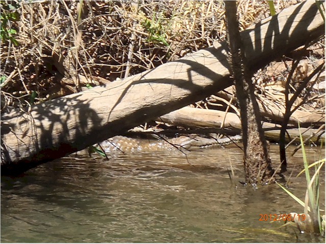 
... they don't clear out the crocs here - this one is about 4-5 metres long...