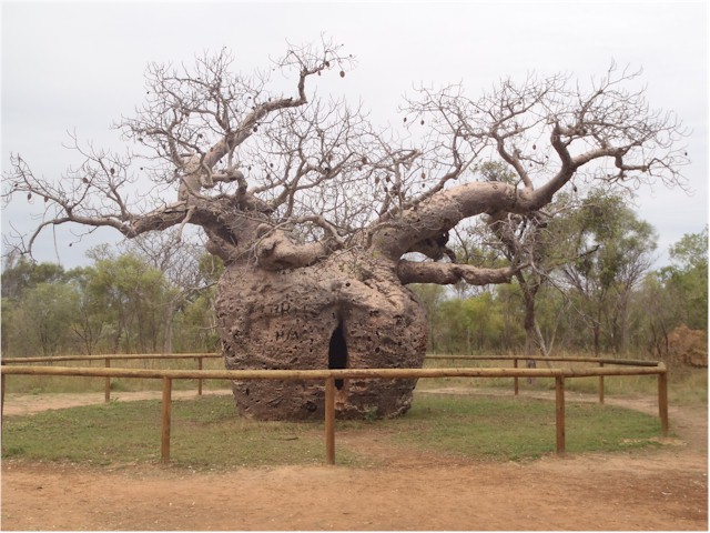 We visited Derby and its infamous Boab Tree - used to hold prisoners overnight as they were marched to gaol.
