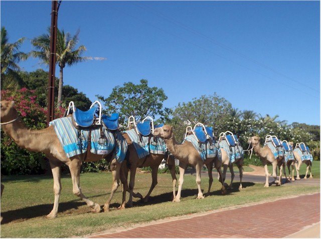 The sunset camel ride is a popular tourist attraction - we didn't indulge...

