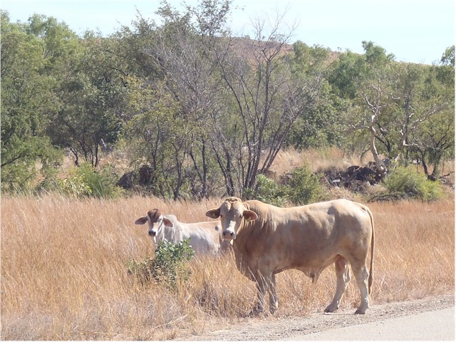Brahman cattle are ideal for the tropical climate.
