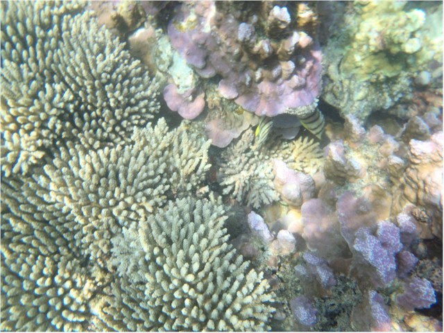 At Pulau Parang, the next island, we could at last swim and snorkel - it was great to enjoy a relaxing day.
