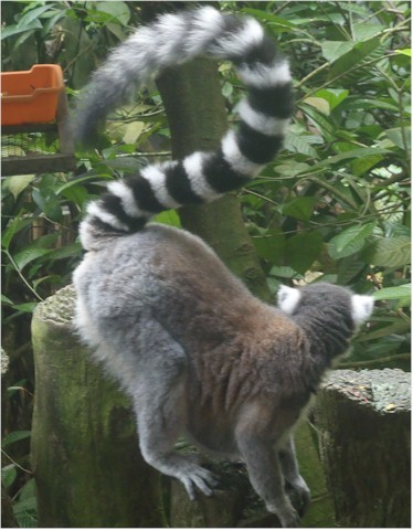 The ring tailed lemurs were playful.
