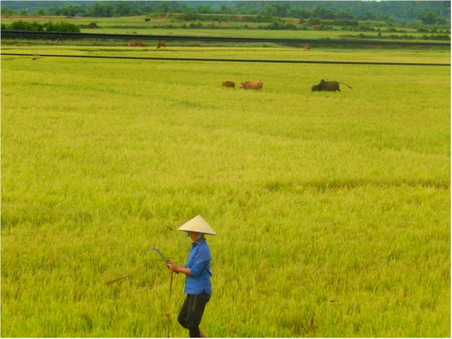 
Once again, the countryside was just beautiful - still using buffalo in the paddy fields.
