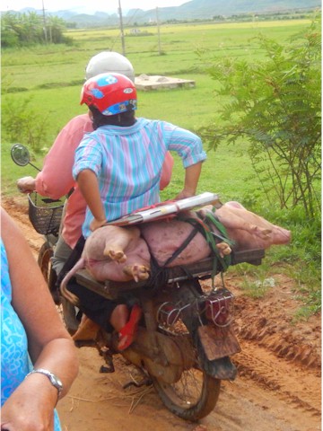 
'This little piggy went to market...'
