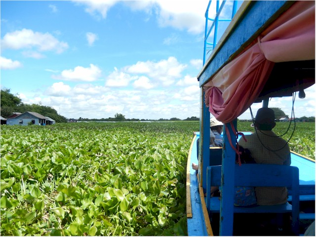 We were amazed the boat managed to plough through this water hyacinth area - with occasional stops to remove plants from the propellor!
