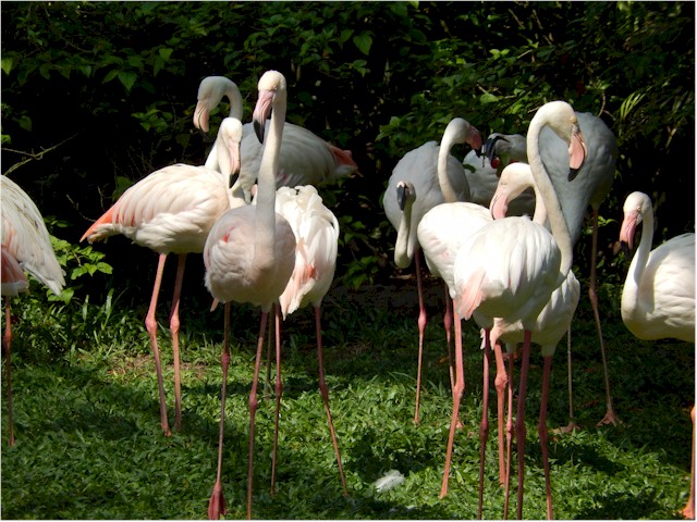 The Bird Park in KL...
